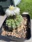 Preview: Gymnocalycium uebelmannianus